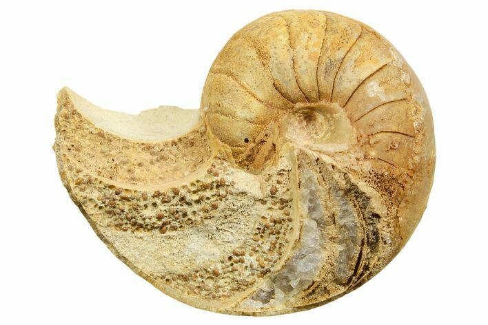 Jurassic Nautilus (Cenoceras) Fossil - Évrecy, France #367740